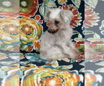 Small #2 Poodle (Toy)