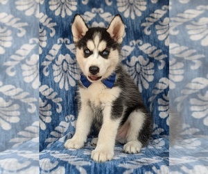 Siberian Husky Puppy for sale in QUARRYVILLE, PA, USA