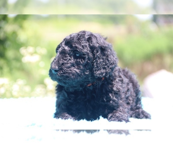 Medium Photo #24 Poodle (Standard) Puppy For Sale in UNION CITY, TN, USA