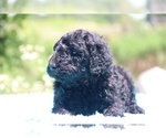 Small Photo #24 Poodle (Standard) Puppy For Sale in UNION CITY, TN, USA