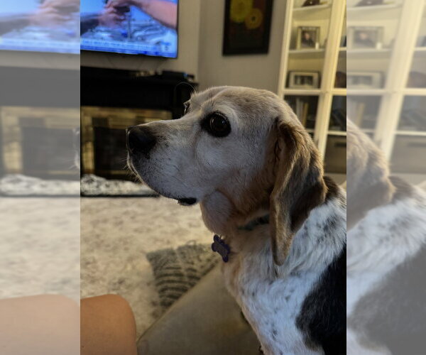 Medium Photo #4 Beagle Puppy For Sale in Springdale, PA, USA