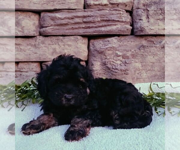 Medium Photo #3 Cavapoo Puppy For Sale in NARVON, PA, USA