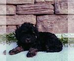 Small #2 Cavapoo
