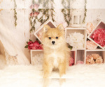 Small Photo #5 Pomeranian Puppy For Sale in WARSAW, IN, USA