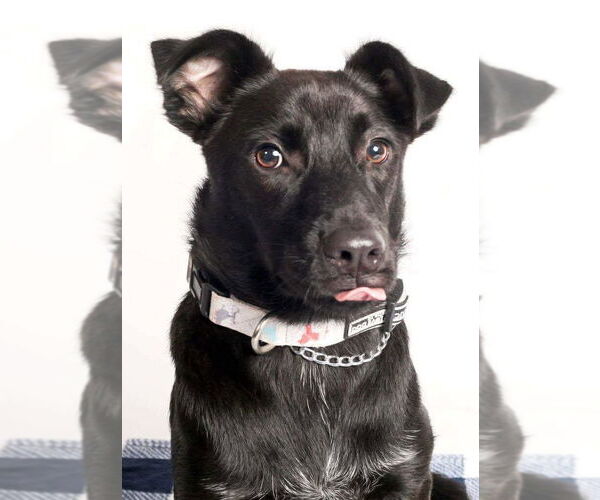 Medium Photo #1 Mutt Puppy For Sale in Oak Bluffs, MA, USA