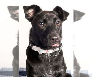 Mutt Dogs for adoption in Oak Bluffs, MA, USA