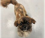 Small #3 Pekingese Mix