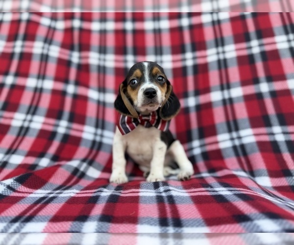 Medium Photo #4 Beagle Puppy For Sale in LAKELAND, FL, USA