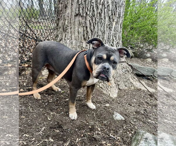 Medium Photo #13 Bulldog-Unknown Mix Puppy For Sale in Chester, NJ, USA