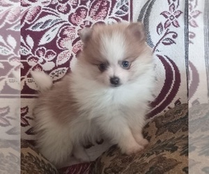 Pomeranian Puppy for sale in STATE COLLEGE, PA, USA