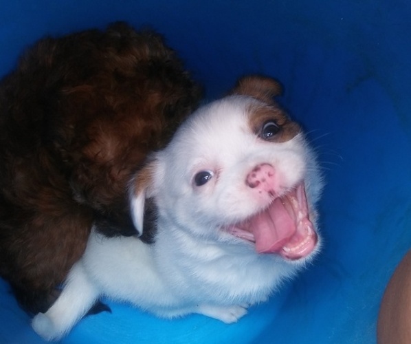 Medium Photo #11 Shih-Poo Puppy For Sale in SAN ANTONIO, TX, USA