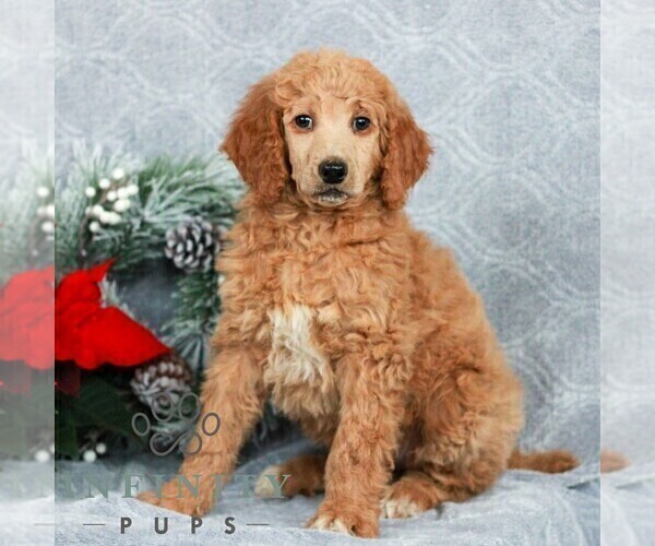 Medium Photo #3 Poodle (Standard) Puppy For Sale in LANCASTER, PA, USA