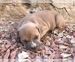 Small Photo #2 American Pit Bull Terrier Puppy For Sale in WILLIAMSBURG, CO, USA
