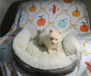 Pomeranian Puppy for Sale in COOKEVILLE, Tennessee USA