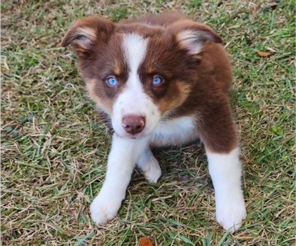 Medium Photo #1 Australian Shepherd Puppy For Sale in MARIANNA, FL, USA