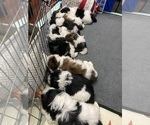 Small Photo #3 Shih Tzu Puppy For Sale in Enderby, British Columbia, Canada
