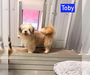 Shih Tzu-Unknown Mix Dogs for adoption in Foristell, MO, USA