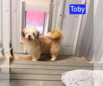 Small Shih Tzu Mix