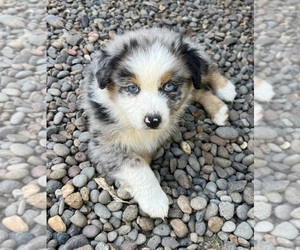 Australian Shepherd Puppy for sale in TOLEDO, OR, USA