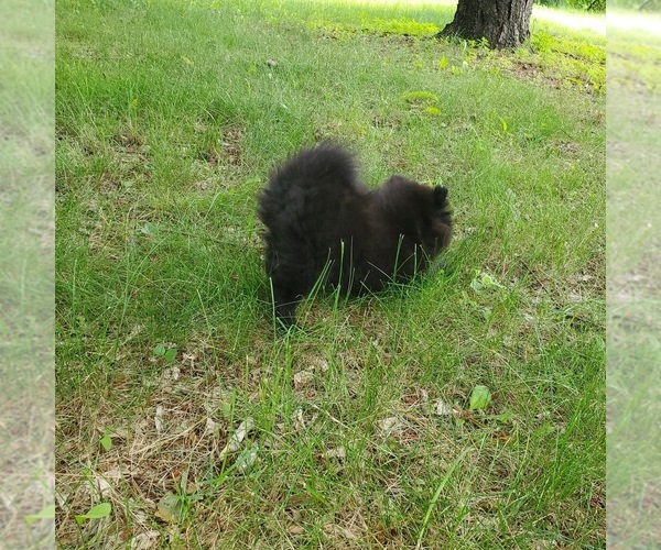 Medium Photo #5 Pomeranian Puppy For Sale in SAINT PAUL, MN, USA