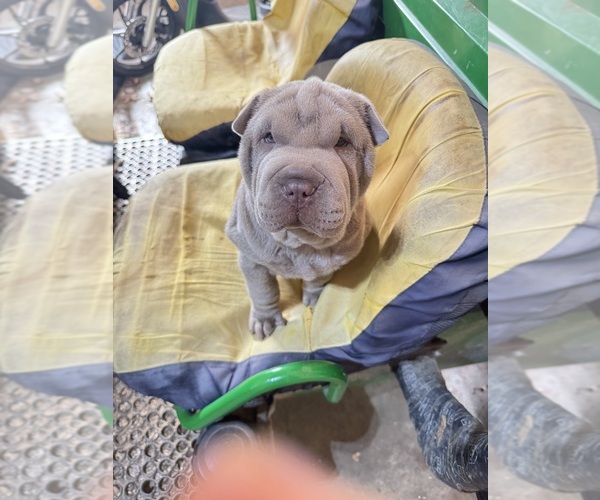 Medium Photo #1 Chinese Shar-Pei Puppy For Sale in CARTERSVILLE, GA, USA