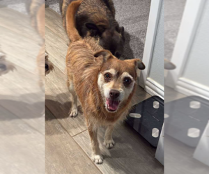 Chihuahua-Unknown Mix Dogs for adoption in Cranston, RI, USA