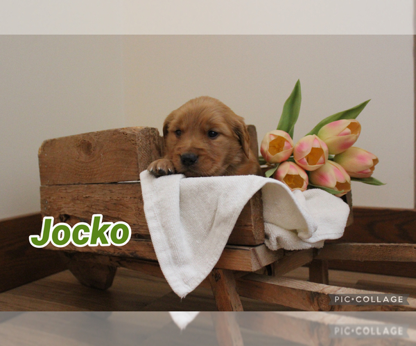 Medium Photo #1 Golden Retriever Puppy For Sale in MIDDLEBURG, PA, USA