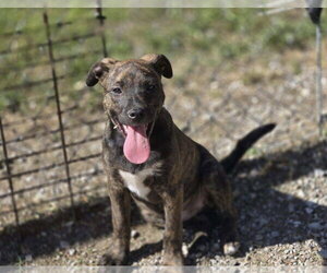 Mutt Dogs for adoption in Crandall, GA, USA