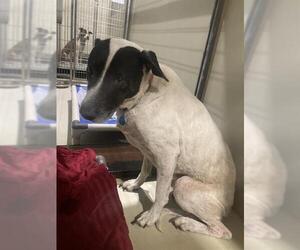 Border Collie-Unknown Mix Dogs for adoption in Bakersfield, CA, USA