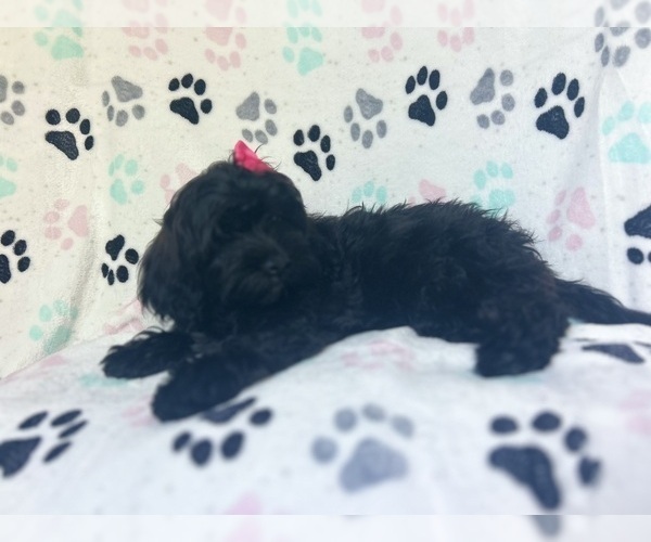 Medium Photo #6 ShihPoo Puppy For Sale in LAKELAND, FL, USA