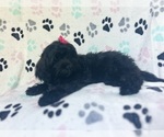 Small #5 ShihPoo