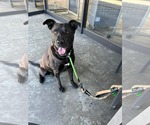 Small #10 Labrador Retriever Mix