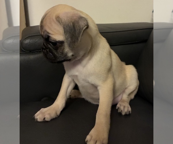 Medium Photo #8 Pug Puppy For Sale in SPRINGFIELD, MO, USA