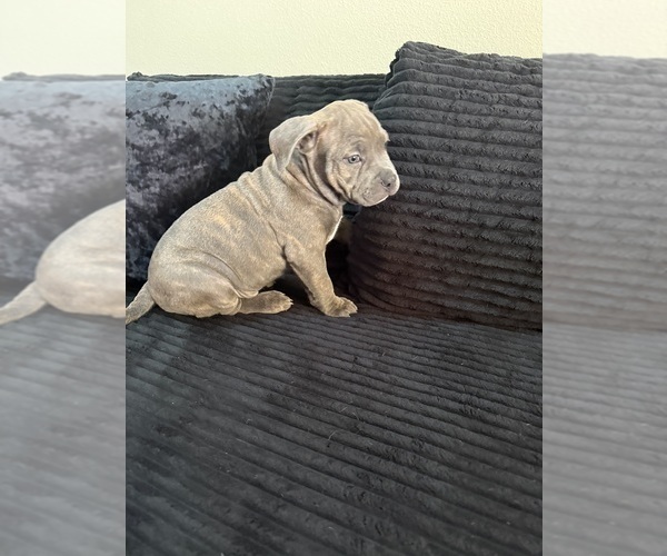 Medium Photo #16 American Bully Puppy For Sale in PALM COAST, FL, USA
