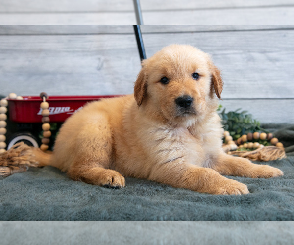 Medium Photo #1 Golden Retriever Puppy For Sale in MIDDLEBURY, IN, USA