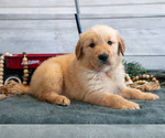 Puppy Bonnie Golden Retriever