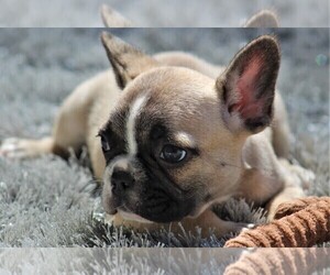 French Bulldog Puppy for sale in LINDEN, TN, USA