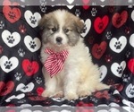 Small Photo #9 Great Pyrenees Puppy For Sale in LAKELAND, FL, USA