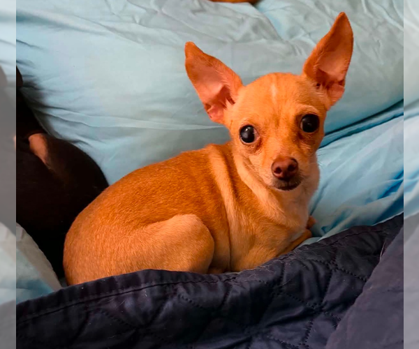 Medium Photo #1 Chihuahua-Unknown Mix Puppy For Sale in Cranston, RI, USA