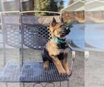 Small Photo #2 German Shepherd Dog Puppy For Sale in BAKERSFIELD, CA, USA