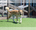 Small #8 Mutt