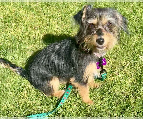 Medium Photo #7 Mutt Puppy For Sale in Corona, CA, USA