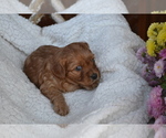 Small #1 Cavapoo