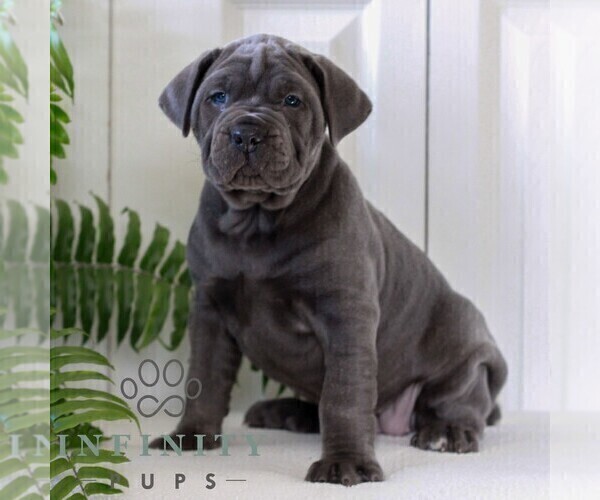 Medium Photo #1 Cane Corso Puppy For Sale in LANCASTER, PA, USA