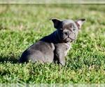 Small #13 French Bulldog