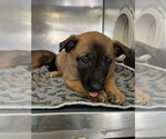 Small German Shepherd Dog Mix