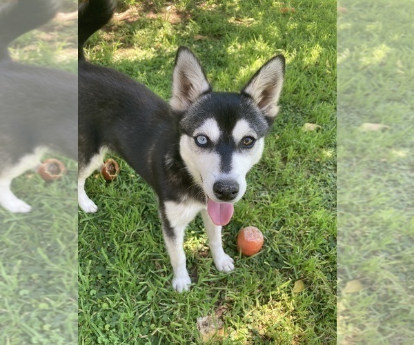 Medium Photo #1 Alaskan Klee Kai Puppy For Sale in GLENDALE, AZ, USA
