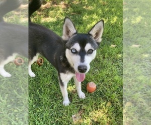 Mother of the Alaskan Klee Kai puppies born on 04/02/2025