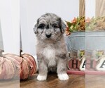 Small Photo #7 Aussiedoodle Puppy For Sale in NEW YORK MILLS, MN, USA