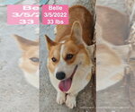 Small #2 Pembroke Welsh Corgi